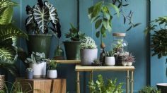 ¿Quieres purificar tu casa de forma natural? Estas plantas te pueden ayudar a hacerlo