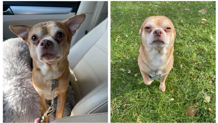 Chihuahua "neurótico" y "demoníaco" está en ADOPCIÓN; el BRUTAL mensaje de un perrito que nadie quiere: FOTO VIRAL