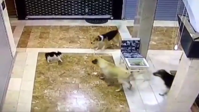 VIDEO VIRAL: Gata persigue a perros callejeros para salvar a su cría