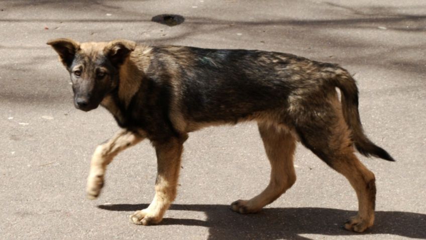 Jóvenes crean casas para perritos abandonados con propaganda política | FOTOS