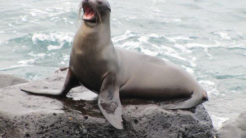 Hombre recibe SENTENCIA por matar a un elefante marino protegido, ¿cuántos tiempo pasará en PRISIÓN?