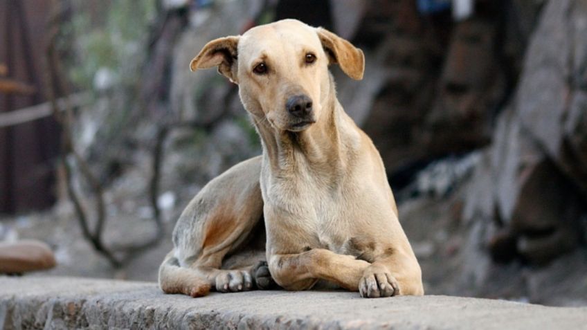 ¡Indignante! Candidatos pegan propaganda política en perros de la calle | FOTO