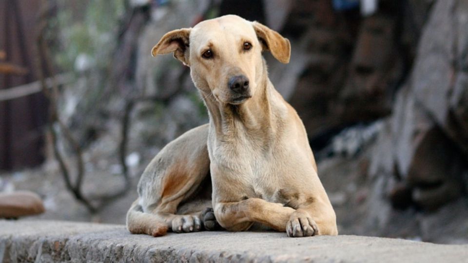 En la India, candidatos pegan propaganda política en los perritos. Foto: Pxhere