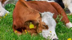 ¡INVASIÓN! VACAS se adueñan de calles en Florida: VIDEO