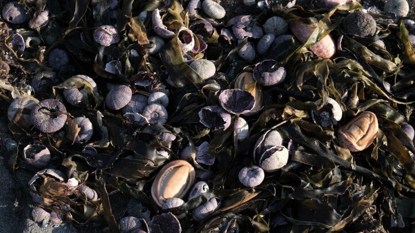 VIDEO IMPACTANTE: Cadáveres de animales marinos inundan playa, una CATÁSTROFE ECOLÓGICA sin explicación