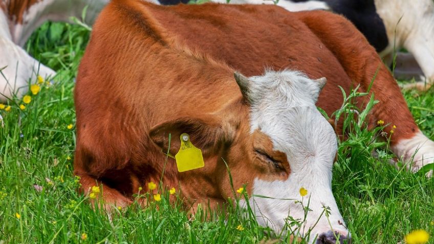 ¡INVASIÓN! VACAS se adueñan de calles en Florida: VIDEO