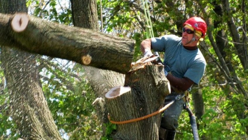 Jardinero muere en la cima de una palmera mientras intentaba cortarla | VIDEO VIRAL