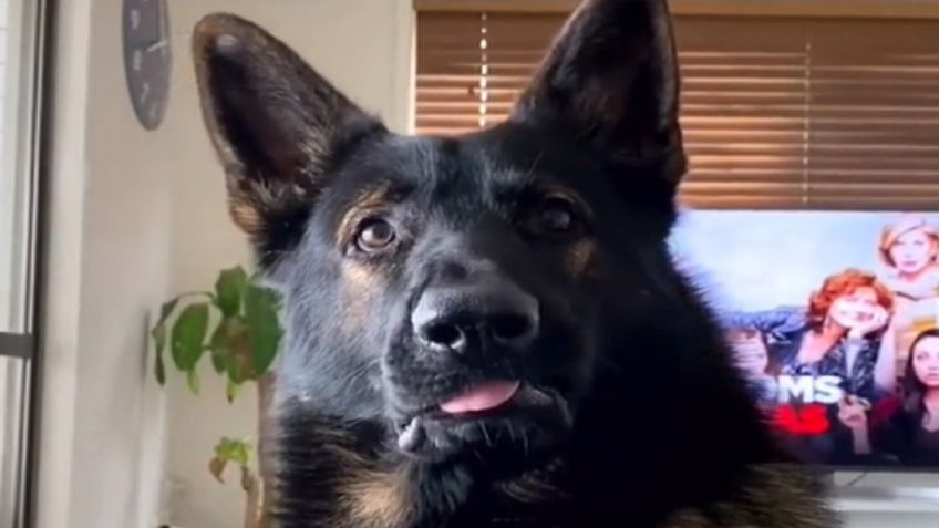 ¿Cocaína? Así reaccionó este perrito policía al escuchar a su dueño hablando de drogas | VIDEO VIRAL