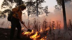 Calcinadas, 100 mil hectáreas de bosque en México