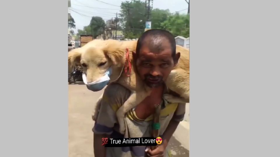 El video muestra al perrito portando un cubrebocas que le dio su dueño 
FOTO: Instagram