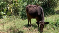 Sequía acaba con el ganado al norte de Veracruz