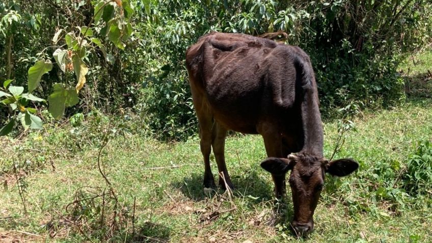 Sequía acaba con el ganado al norte de Veracruz