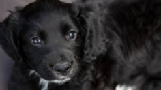 Badger, cachorro abandonado en la basura que se convirtió en perro policía