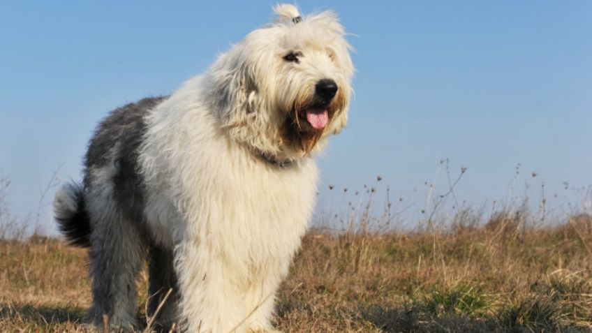 ¡Pastor inglés está en peligro de extinción! Ya sólo nacen menos 300 de perros al año