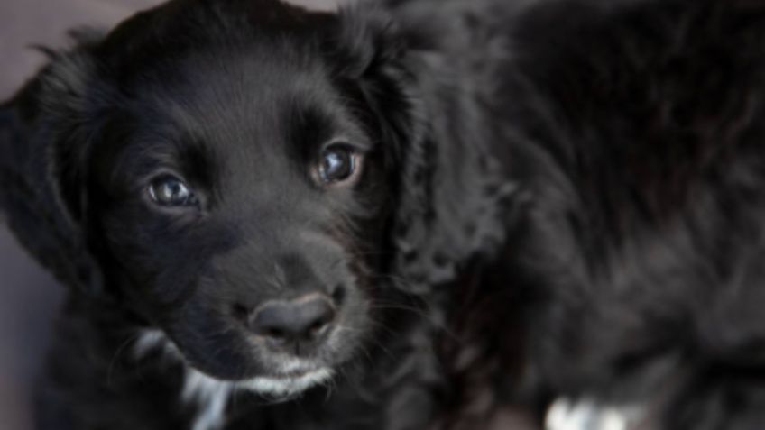 Badger, cachorro abandonado en la basura que se convirtió en perro policía