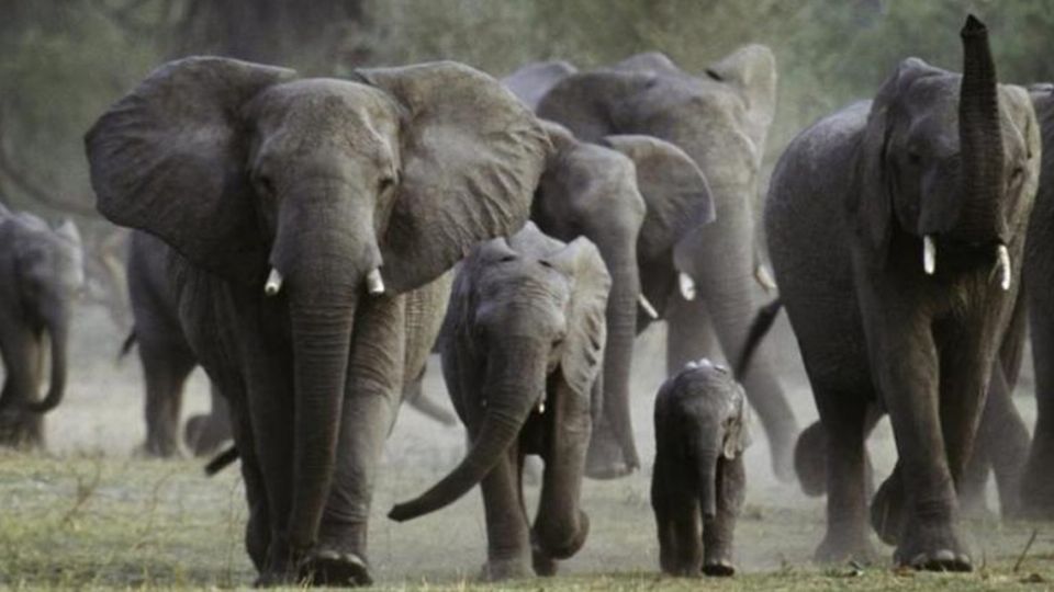 Al intentar escapar de los guardaparques que el ahora difunto, en compañía de sus cómplices, se encontraron con una manada de elefantes en época de reproducción. FOTO: ESPECIAL