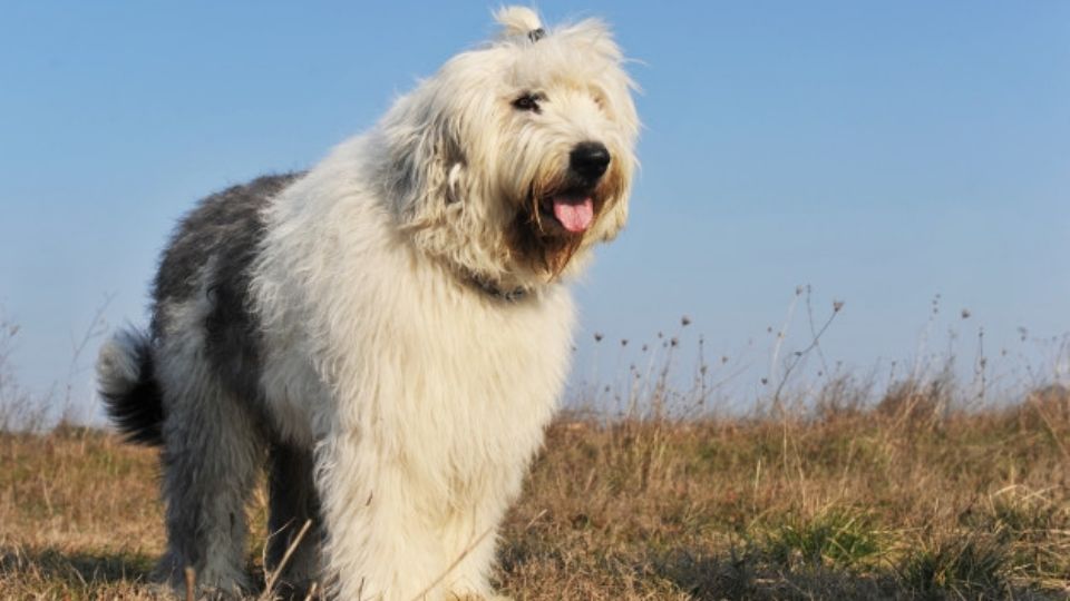 La raza de perros que poco a poco está desapareciendo en el mundo