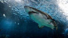 Deep Blue, así es el tiburón blanco más grande del mundo: VIDEO