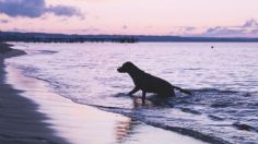 Cinco playas pet friendly para visitar con tu mascota en Semana Santa