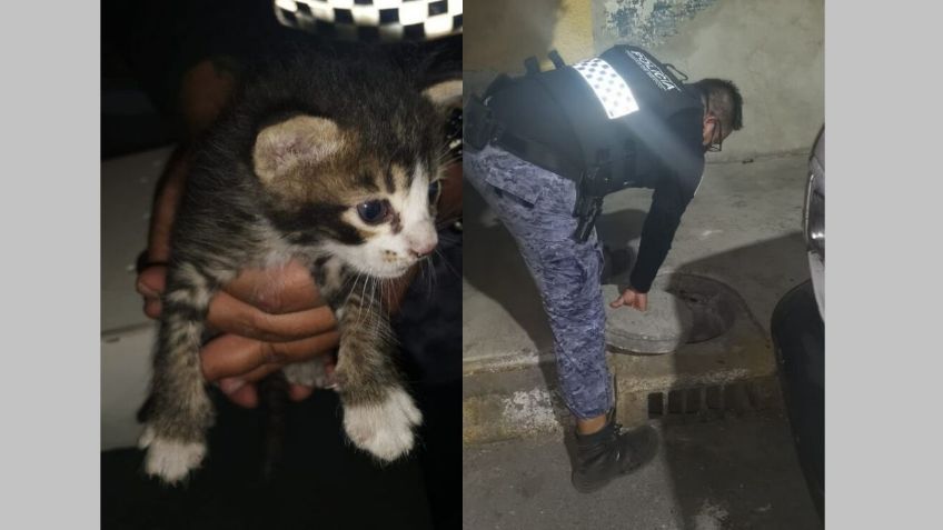 ¡Héroes! Policías rescatan a 4 gatitos recién nacidos en CDMX