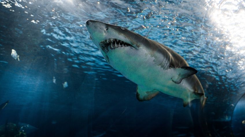 Deep Blue, así es el tiburón blanco más grande del mundo: VIDEO