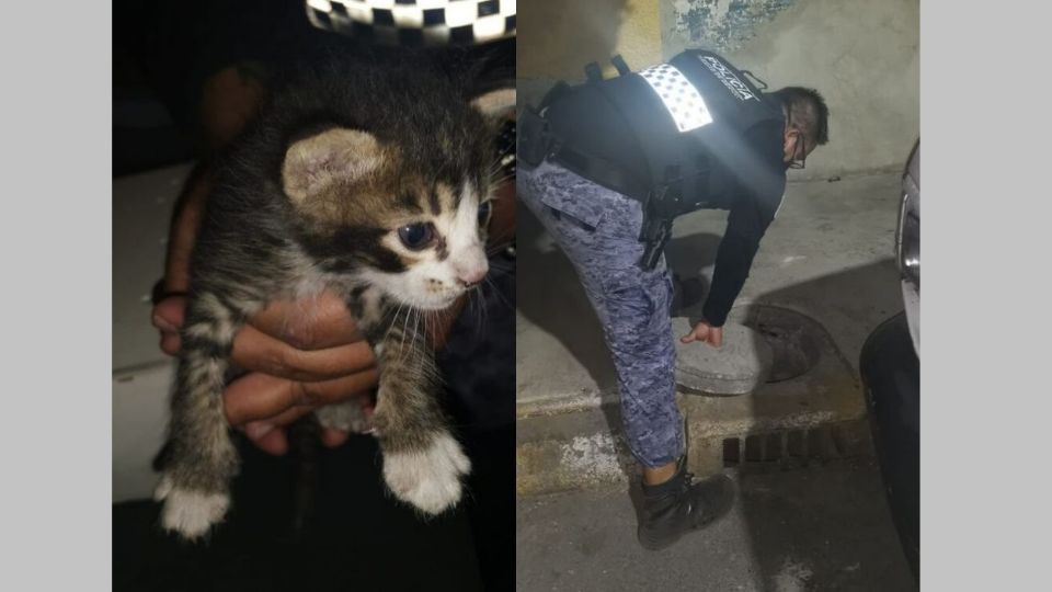 Los cuatro gatitos están en buen estado de salud
FOTO: Twitter