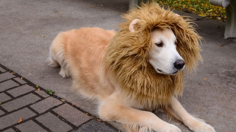 Zoológico cambia león por perro. Foto: Especial.