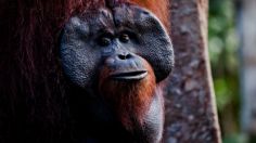 ORANGUTÁN DE TAPANULI está en peligro de extinción extremo, sería el primer gran simio en desaparecer