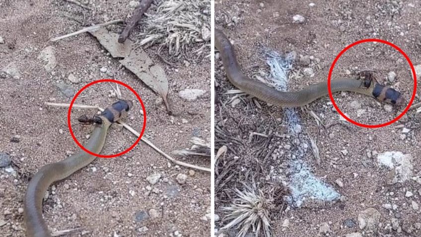 Hormiga vs serpiente, así fue la épica pelea captada en Australia: VIDEO