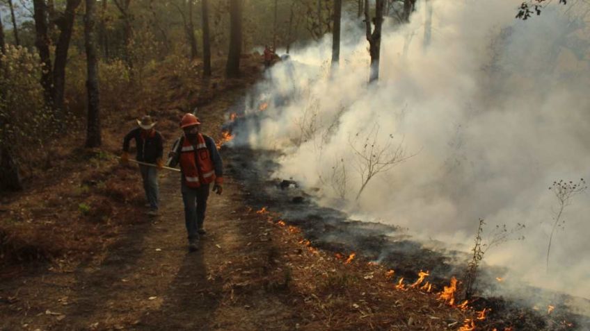 CDMX suma 888 incendios forestales; ¿cómo puede ayudar la población?