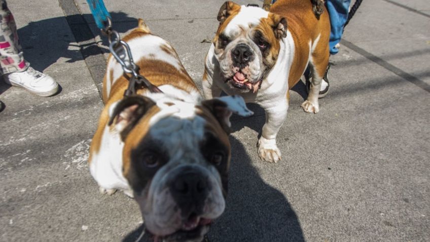 Razas de perros: Conoce las cinco que se encuentran en peligro de extinción