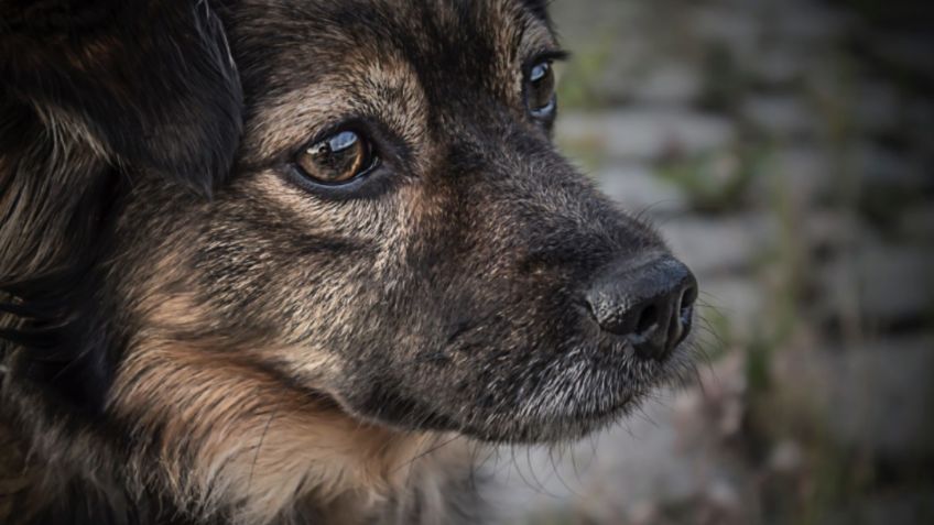 Detienen a los agresores de “Negro”, perrito apuñalado en Edomex