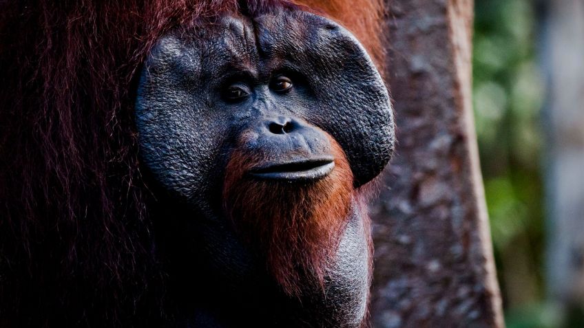 ORANGUTÁN DE TAPANULI está en peligro de extinción extremo, sería el primer gran simio en desaparecer