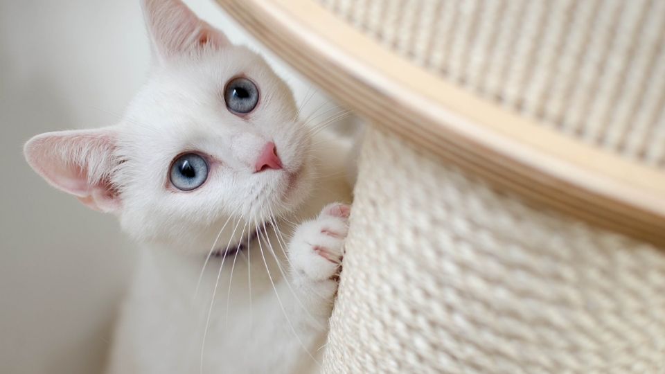 El felino no sabía qué llevaba en su cuerpo. Foto: Especial.