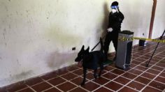 Perros entrenados combaten detección del fentanilo en aduanas de México