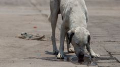 ¡Indignante! Adolescentes queman vivo a perrito “Huitzili” en León Guanajuato