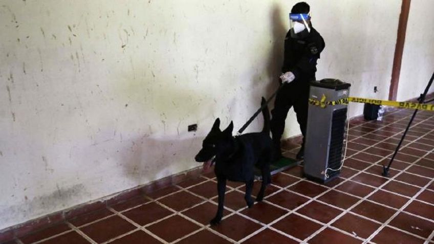 ¡PERRITOS AL RESCATE!: Casos de CORONAVIRUS en España y otros países serán detectados con la ayuda de perros entrenados