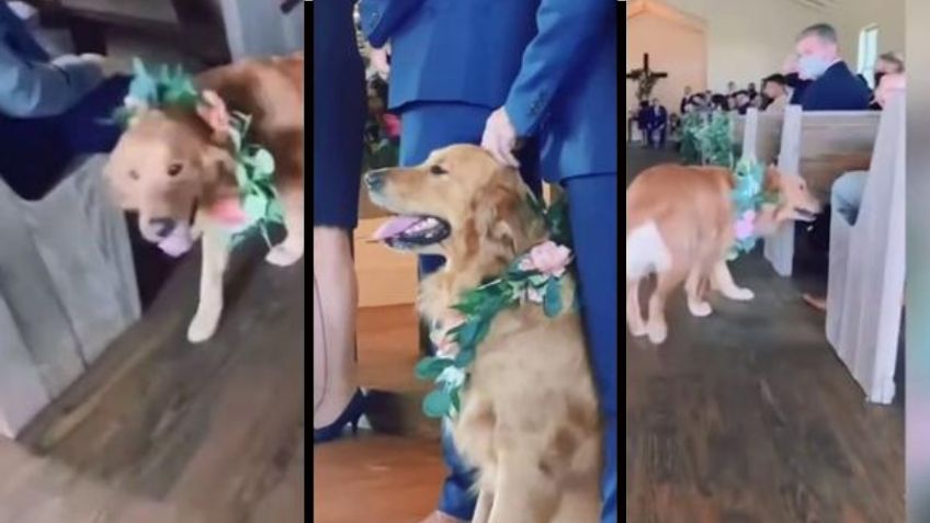 VIDEO VIRAL: ¡Hermoso! Perrito se roba la atención durante boda de sus dueños por este tierno acto