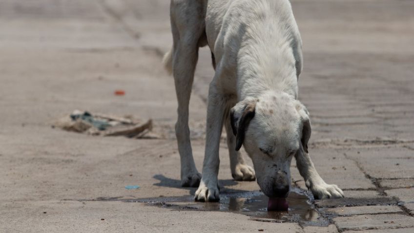 ¡Indignante! Adolescentes queman vivo a perrito “Huitzili” en León Guanajuato