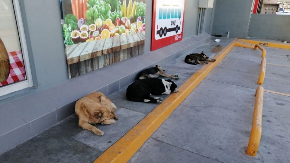 Reciben hasta 5 denuncias a la semana por maltrato contra perros.