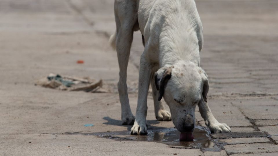 El cachorro murió a consecuencia de las quemaduras. Foto: Archivo | Cuartoscuro