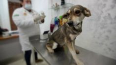 Congreso de la CDMX exhorta a alcaldías a construir clínicas veterinarias