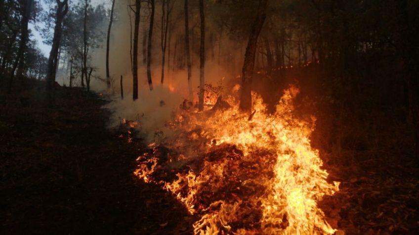 Jalisco: Nuevo incendio en el Bosque La Primavera causa alerta: VIDEO