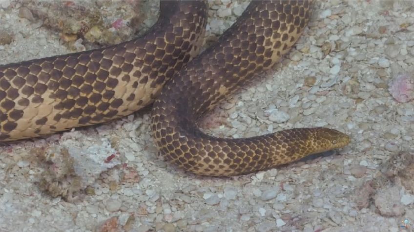 ¡La creían muerta! Serpiente que se pensaba extinta hace más de 20 años reaparece en Australia: VIDEO