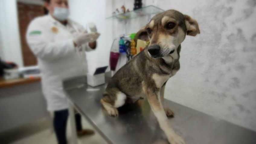 Congreso de la CDMX exhorta a alcaldías a construir clínicas veterinarias