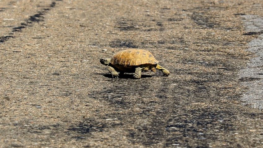 TORTUGA "voladora" hiere a conductora y termina estrellada en un parabrisas