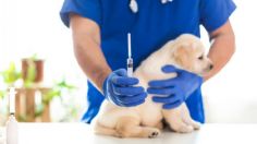 ÚLTIMA HORA CORONAVIRUS: Detienen a veterinarios que aplicaron vacuna para perros a humanos para combatir la COVID