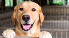 Perro se convierte en HÉROE tas rescatar a un CACHORRO que cayó por accidente a una piscina | VIDEO VIRAL