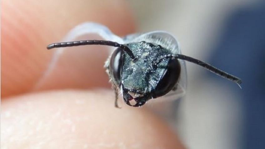 ¡REAPARECE ABEJA AZUL! Se creía una especie extinta, ahora se podría recuperar