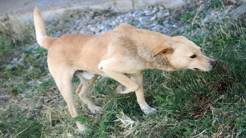 Perro se queda junto al cuerpo sin vida de su dueño tras accidente en Nuevo León